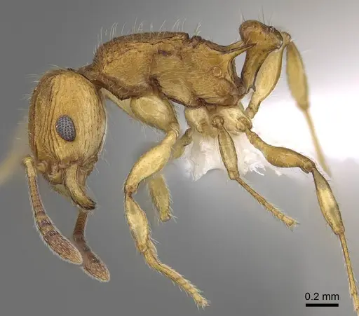 Vitsika suspicax - CASENT0914196