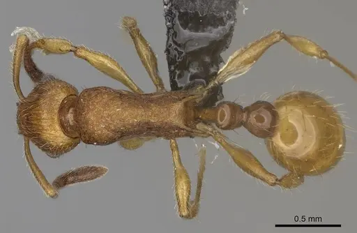 Vitsika suspicax - CASENT0914211