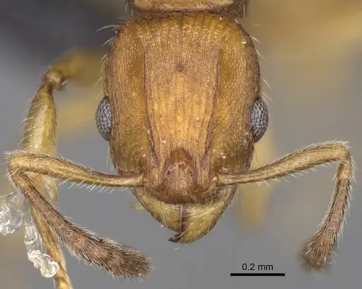 Vitsika suspicax - CASENT0914211