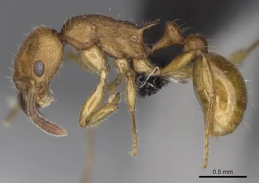 Vitsika suspicax - CASENT0914211