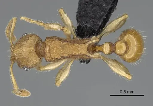 Vitsika tenuis specimen