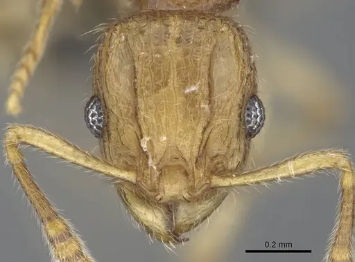 Vitsika tenuis specimen