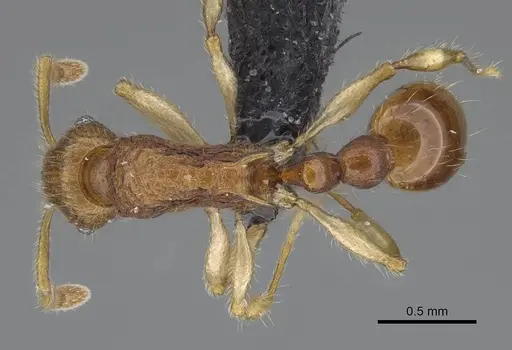 Vitsika venustas specimen