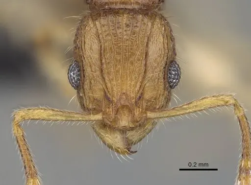 Vitsika venustas specimen