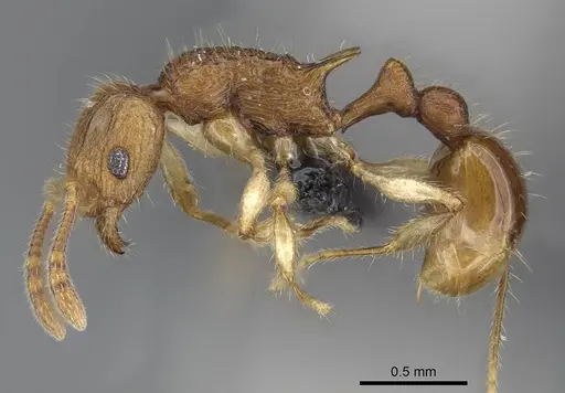 Vitsika venustas specimen