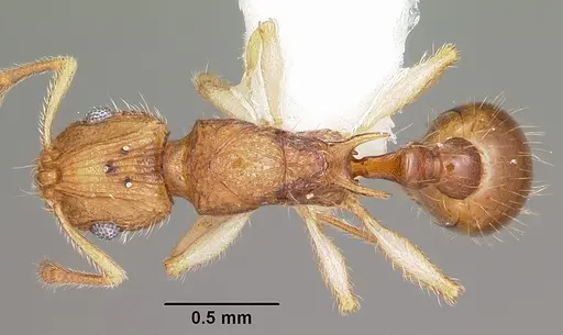 Vitsika venustas - CASENT0102971