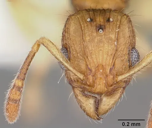 Vitsika venustas - CASENT0102971