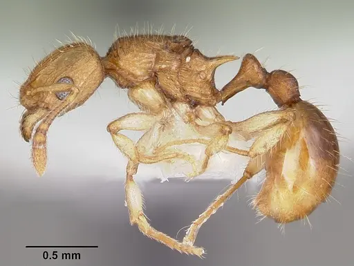 Vitsika venustas - CASENT0102971