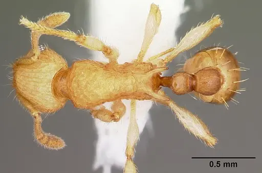 Vitsika venustas - CASENT0102972