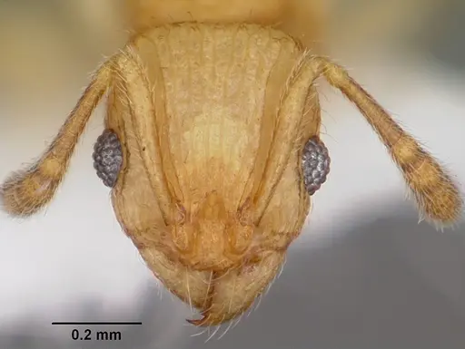 Vitsika venustas - CASENT0102972