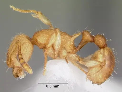 Vitsika venustas - CASENT0102972