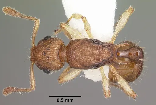 Vitsika venustas - CASENT0104936