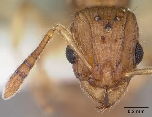 Vitsika venustas - CASENT0104936