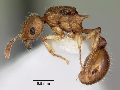 Vitsika venustas - CASENT0104936