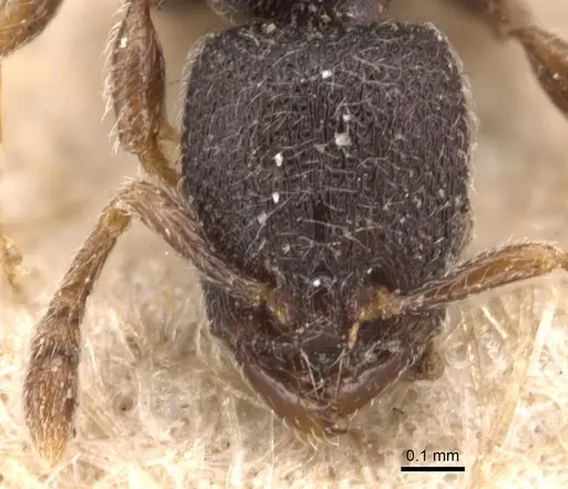Vollenhovia brachycera specimen