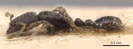 Vollenhovia brachycera specimen