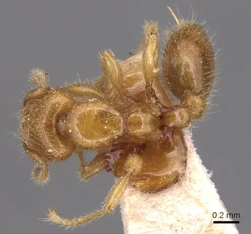 Vollenhovia brevicornis specimen