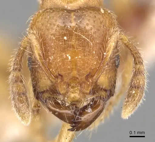 Vollenhovia brevicornis specimen