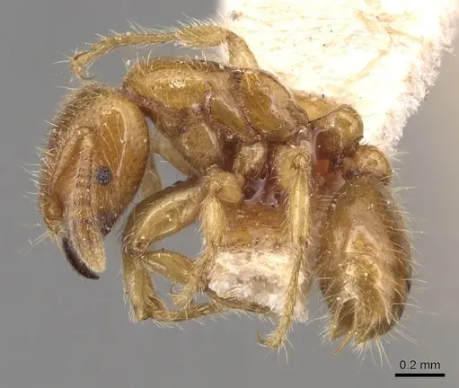 Vollenhovia brevicornis specimen