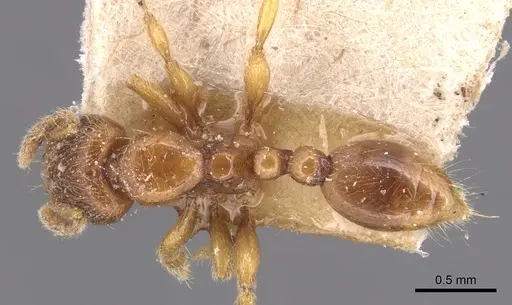 Vollenhovia brevicornis - CASENT0904547