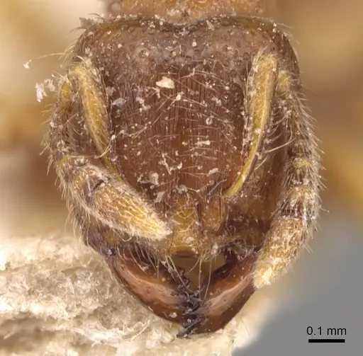 Vollenhovia brevicornis - CASENT0904547