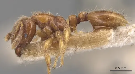 Vollenhovia brevicornis - CASENT0904547