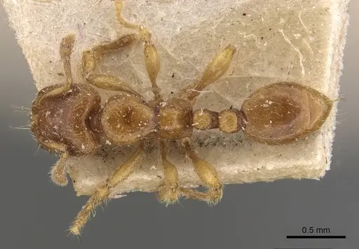 Vollenhovia brevicornis - CASENT0908657