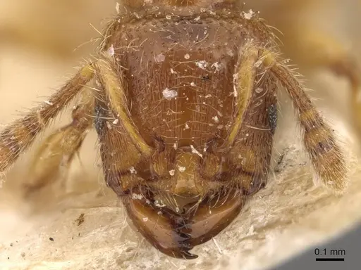 Vollenhovia brevicornis - CASENT0908657