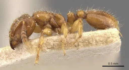 Vollenhovia brevicornis - CASENT0908657