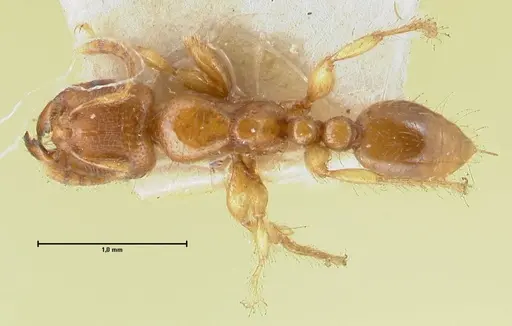 Vollenhovia brevicornis - FOCOL1661