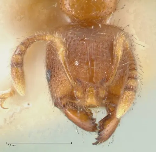 Vollenhovia brevicornis - FOCOL1661