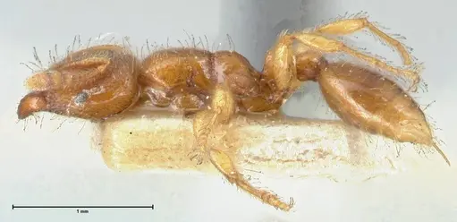 Vollenhovia brevicornis - FOCOL1661