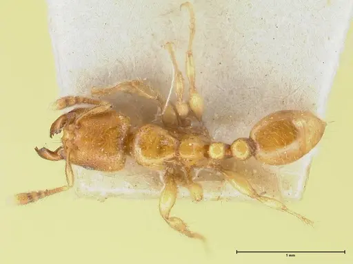 Vollenhovia brevicornis - FOCOL1662