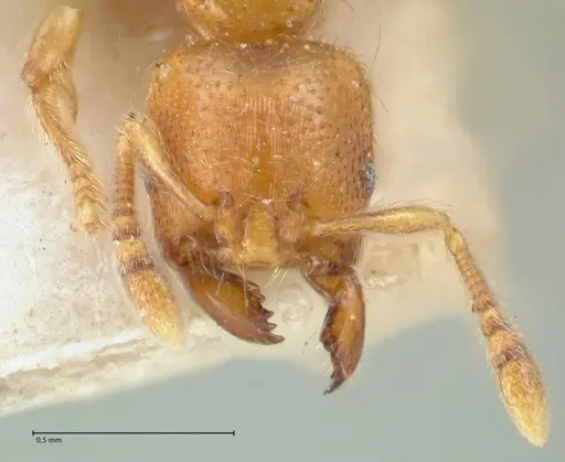 Vollenhovia brevicornis - FOCOL1662