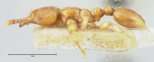 Vollenhovia brevicornis - FOCOL1662