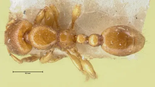 Vollenhovia brevicornis - FOCOL1663