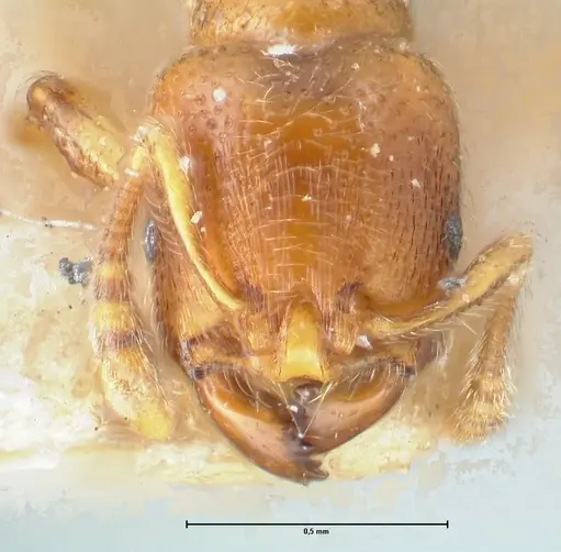 Vollenhovia brevicornis - FOCOL1663