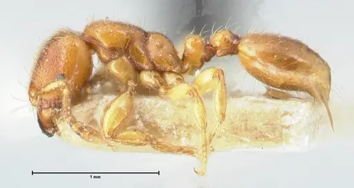 Vollenhovia brevicornis - FOCOL1663