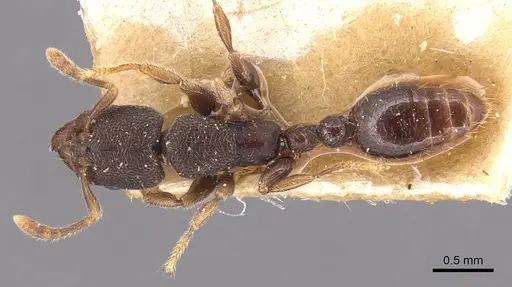 Vollenhovia butteli specimen