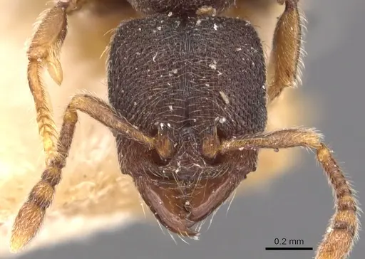 Vollenhovia butteli specimen