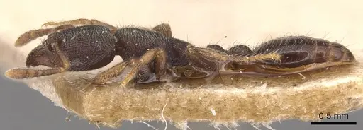 Vollenhovia butteli specimen