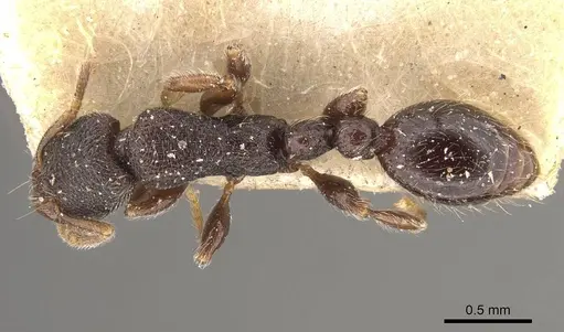 Vollenhovia butteli - CASENT0908653