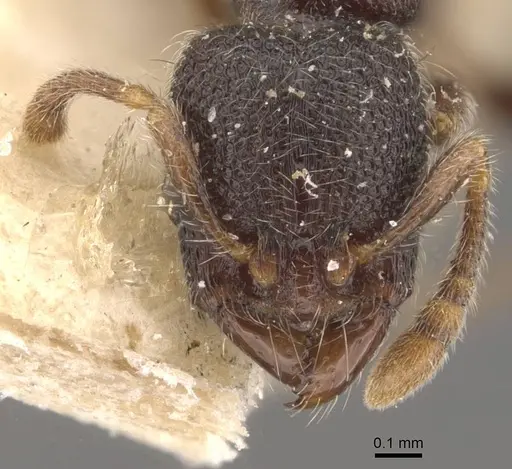 Vollenhovia butteli - CASENT0908653