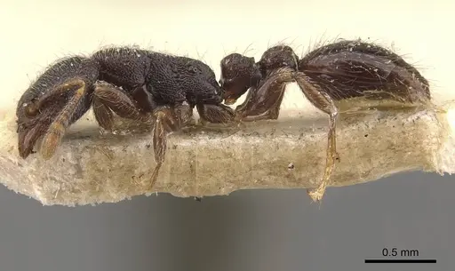 Vollenhovia butteli - CASENT0908653