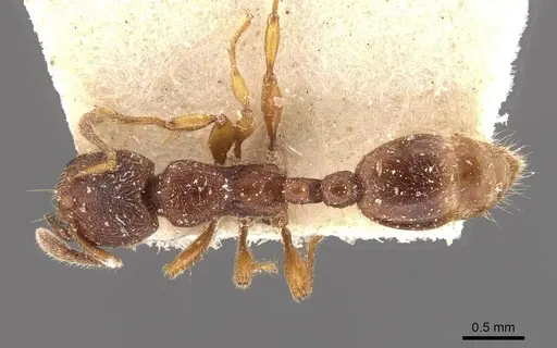 Vollenhovia butteli - CASENT0908654