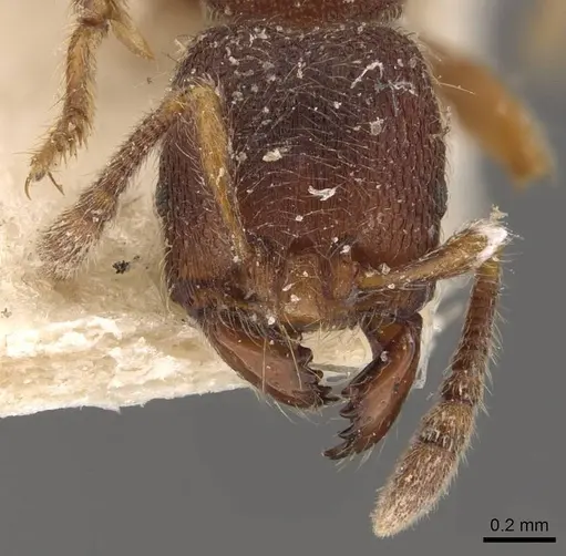 Vollenhovia butteli - CASENT0908654