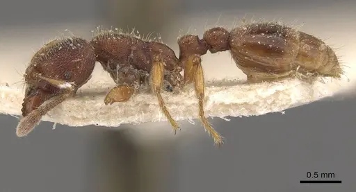 Vollenhovia butteli - CASENT0908654