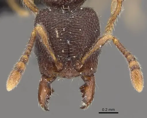 Vollenhovia butteli - CASENT0908655