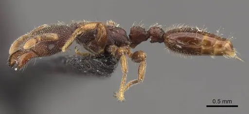 Vollenhovia butteli - CASENT0908655