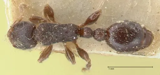 Vollenhovia butteli - FOCOL1648